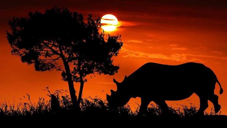 sunset, rhinoceros, savage