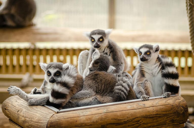 Lemur on Wooden Railings