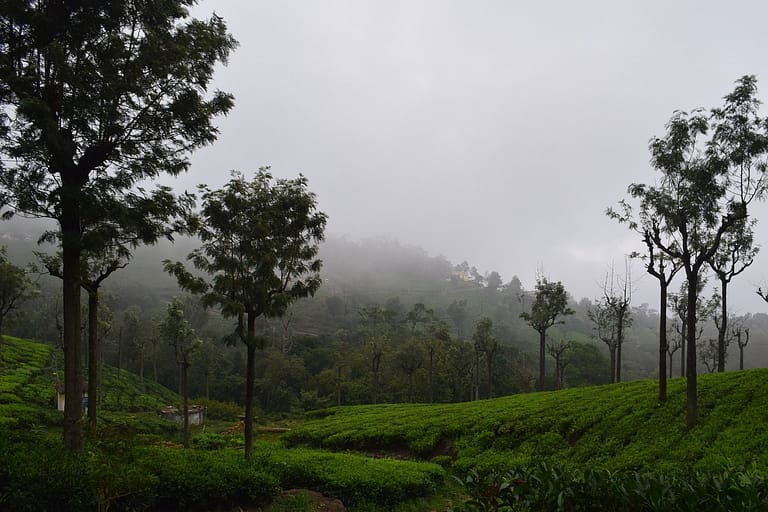 coonoor, tea, green